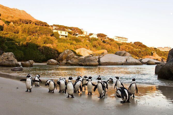 Best of the Cape Private full day tour - Maidens’ Cove: a photo stop that actually feels like a pause