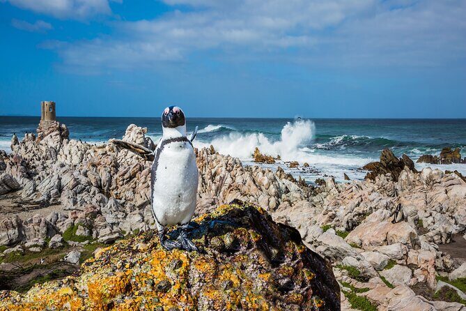 Best of the Cape Private full day tour - Cape Point and the lighthouse: Atlantic meets Indian Ocean stories