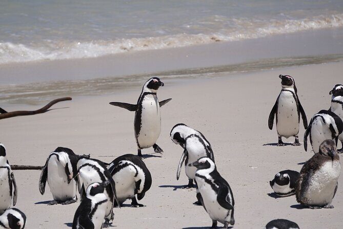 Best of the Cape Private full day tour - Table Mountain by cable car: the easiest big view in your schedule
