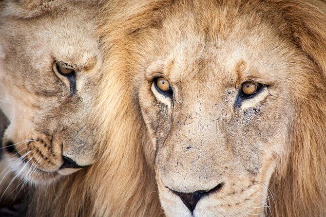 Big 5 Aquila Safari Full Day Tour and Lunch - Key highlights worth knowing