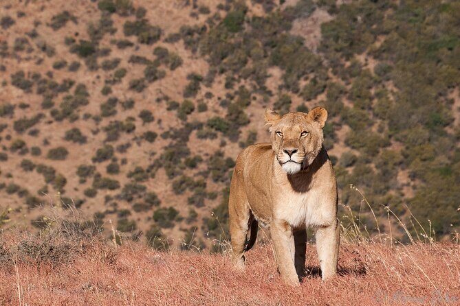 Big 5 Aquila Safari Full Day Tour and Lunch - Price and logistics: what you’re really paying for