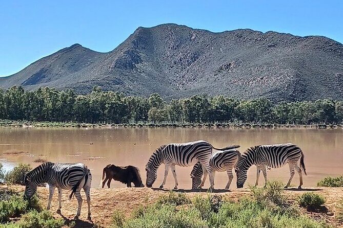 Big 5 Aquila Safari Full Day Tour and Lunch - What makes the guide experience feel real