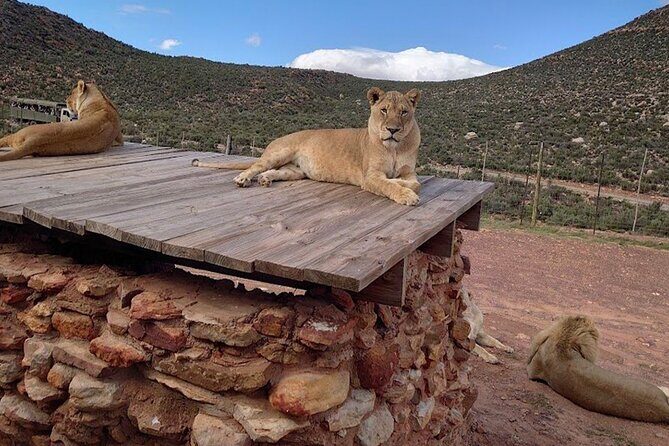 Big 5 Aquila Safari Full Day Tour and Lunch - How long it takes and why the pacing matters in Cape Town