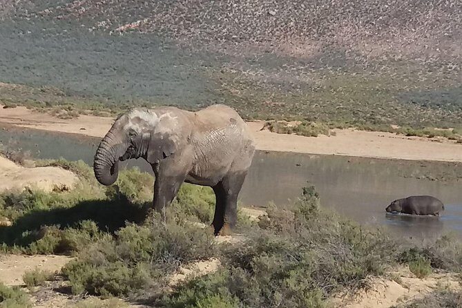 Big 5 Full Day Safari Aquila Lunch plus Breakfast From Cape Town - Quick Hits (What Makes This Safari Worth Your Day)