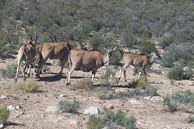Big 5 Full Day Safari Aquila Lunch plus Breakfast From Cape Town - The Game Drive: Open-Air 4×4 Viewing Done for Close Encounters