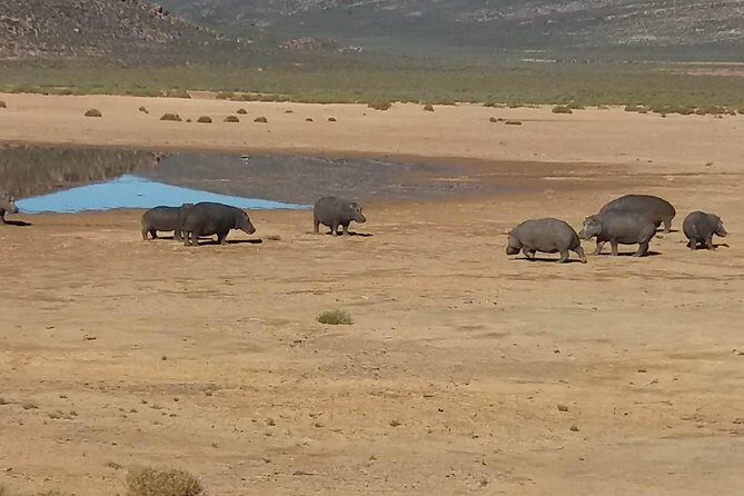 Big 5 Full Day Safari Aquila Lunch plus Breakfast From Cape Town - Buffet Lunch Back at the Reserve: Easy Refuel Before the Return