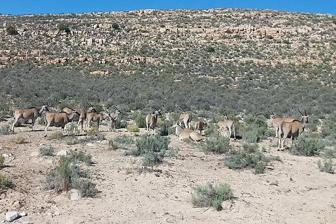 Big 5 Full Day Safari Aquila Lunch plus Breakfast From Cape Town - Optional Diamond Works Museum Stop: A Nice Extra if Time Allows