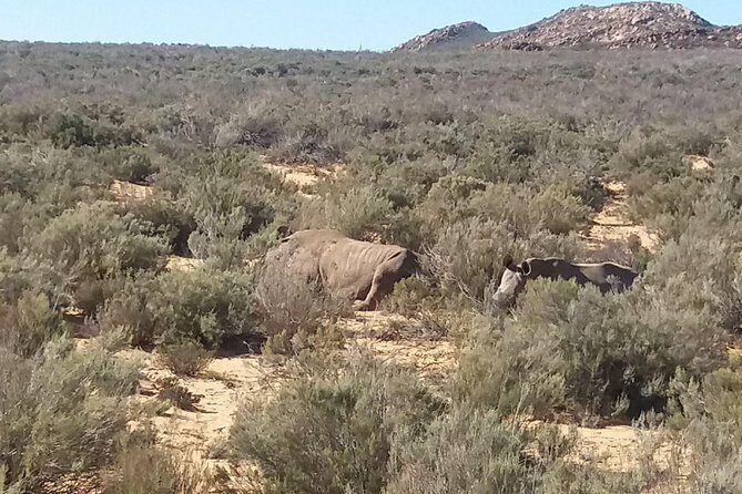 Big 5 Full Day Safari Aquila Lunch plus Breakfast From Cape Town - The Scenic Drive Out: Paarl Rock and the Huguenot Tunnel