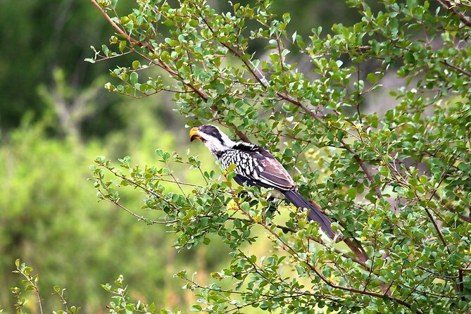 BIG 5 Kruger 3 Days Safari from Johannesburg - The Day 3 “One More Drive” Plan: Quick Hits Before Leaving Kruger