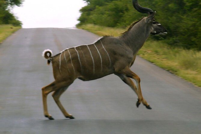 BIG 5 Kruger 3 Days Safari from Johannesburg - Comfort on Safari: Timing, Weather, and How to Pack Smart