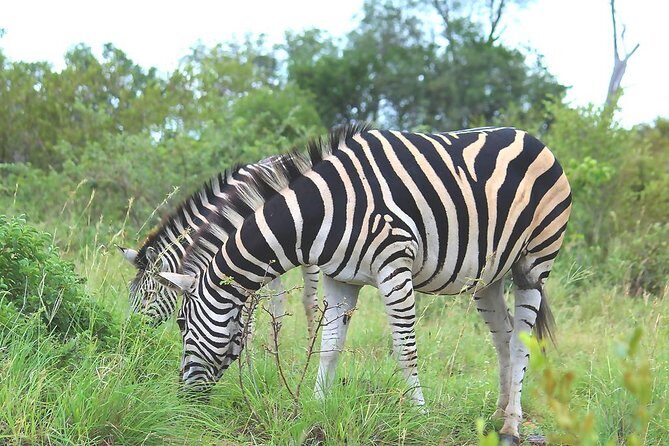 BIG 5 Kruger 3 Days Safari from Johannesburg - Who Should Book This 3-Day Big Five Safari?