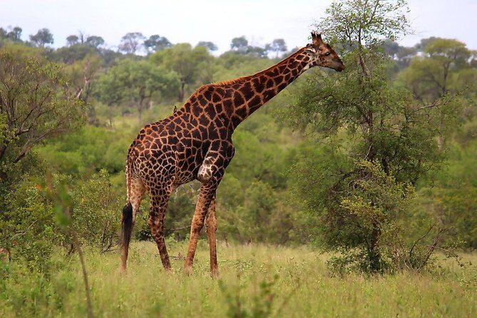 BIG 5 Kruger 3 Days Safari from Johannesburg - Small Group Style and the “Guide Factor”