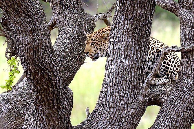 BIG 5 Kruger 3 Days Safari from Johannesburg - Day 1 in Kruger: First Big-Game Chances and a Skukuza Break