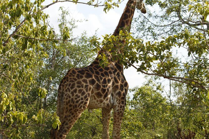 Big 5 Kruger National Park 2 Days Safari from Johannesburg - Day 2 Sunrise Safari at 5:30 am: When Animals Usually Make Their Move