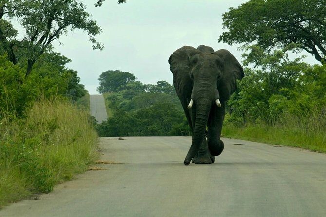 Big 5 Kruger National Park 2 Days Safari from Johannesburg - Hotel in Hazy View: Bed and Breakfast, and What Basic Really Means