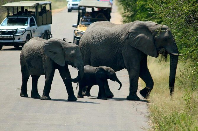 Big 5 Kruger National Park 2 Days Safari from Johannesburg - Guides and Game Drive Style: How Spotting Happens on the Ground