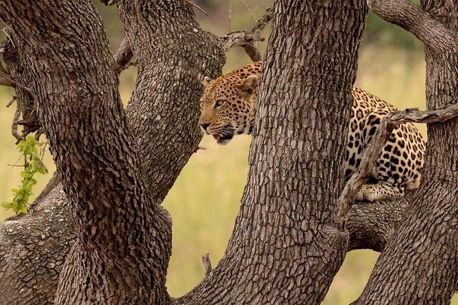 Big 5 Kruger National Park 2 Days Safari from Johannesburg - Price and Value: What $721.48 Covers (and What It Doesn’t)