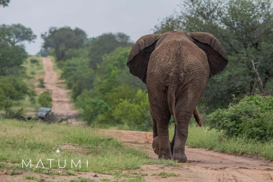 Big 5 Safari Am or Pm - Price and value: $74 for a Big Five-focused guided drive