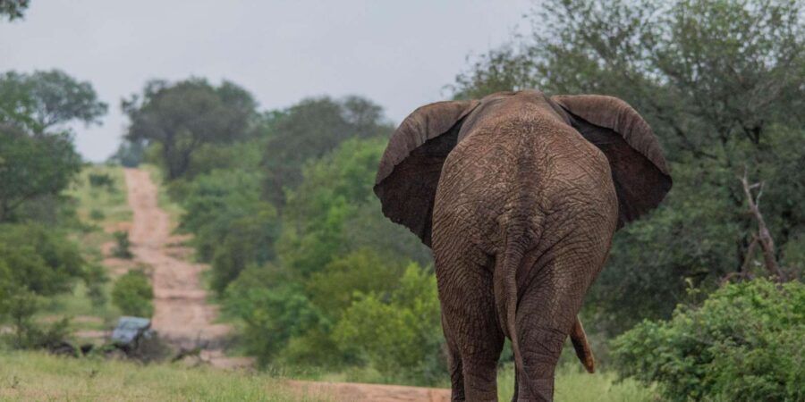 Big 5 Safari Am or Pm - Packing list that actually helps on safari