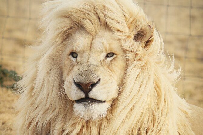 Big 5 Safari Aquila Full Day Private Return From Cape Town - Key highlights before you go