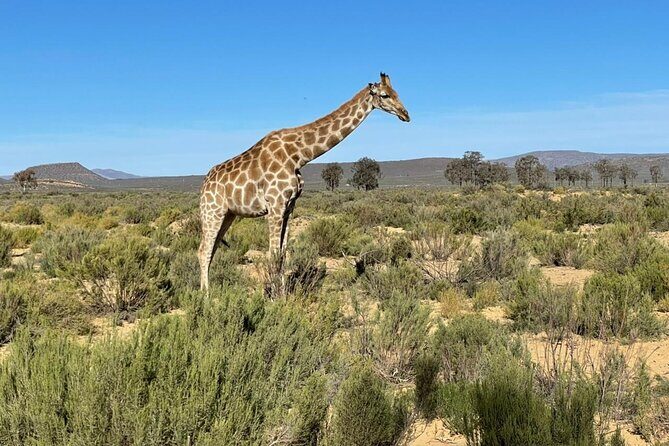 Big 5 Safari Aquila Full Day Private Return From Cape Town - What you can realistically see (and what not to assume)