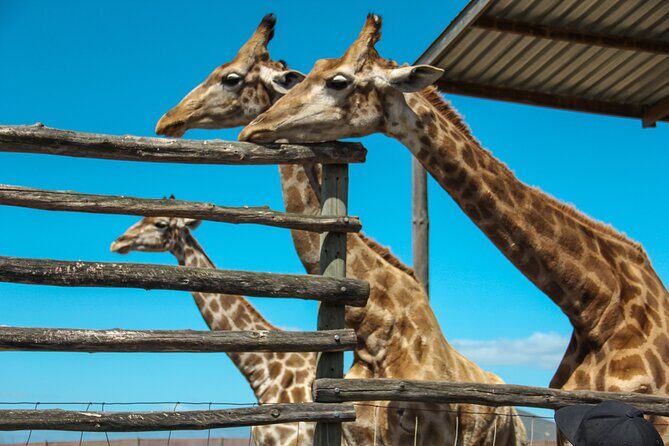 Big 5 Safari Aquila Full Day Private Return From Cape Town - Getting into Aquila: arrival routine and what the ranger does for you