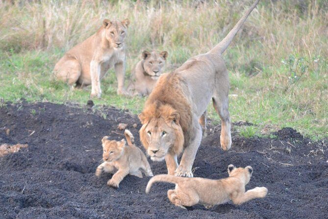Big 5 Safari Durban Day Tour from Durban - Key Things That Make This Durban Big 5 Safari Work