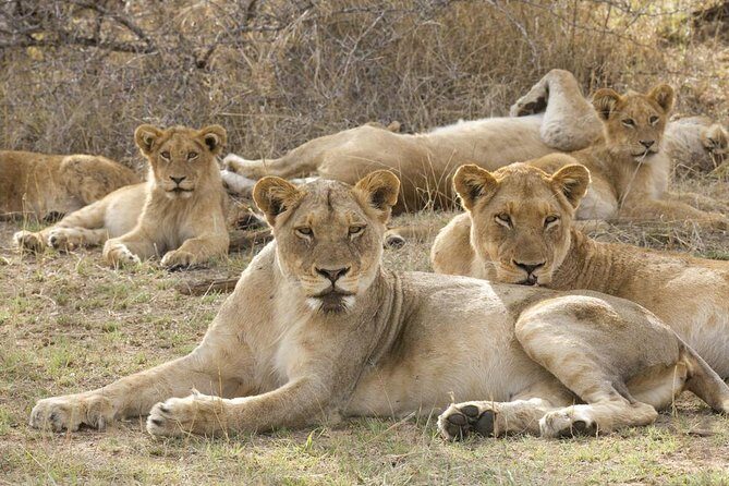 Big 5 Safari Experience at Pilanesberg National Park - Key things to know before you go