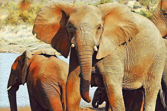 Big 5 Safari Experience at Pilanesberg National Park - Transfers from Johannesburg or Pretoria: the comfort tax you can skip