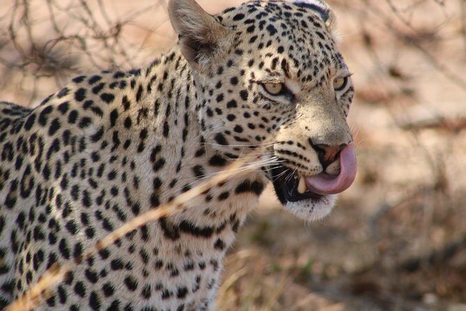 Big 5 Safari Experience at Pilanesberg National Park - Price and value: what $244.19 covers and what to compare