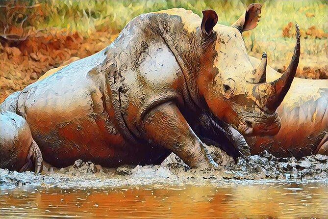 Big 5 Safari Experience at Pilanesberg National Park - When the day goes off-script: weather and occasional operations hiccups
