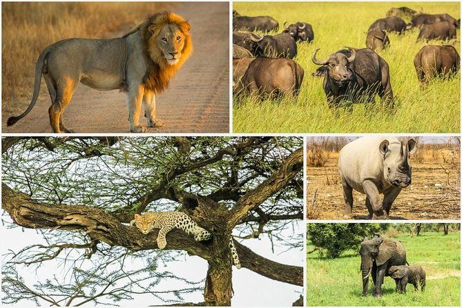 Big 5 Safari Experience at Pilanesberg National Park - Game drives with a real field guide (not just a driver)