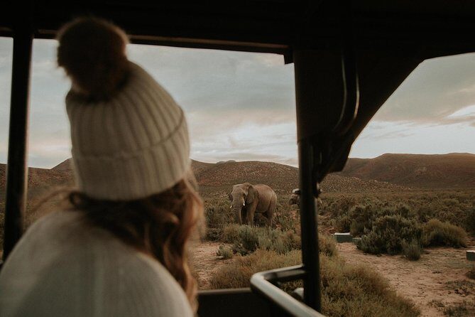 Big 5 Safari One Day Tour - One-day Big Five safari from Cape Town: why this format works
