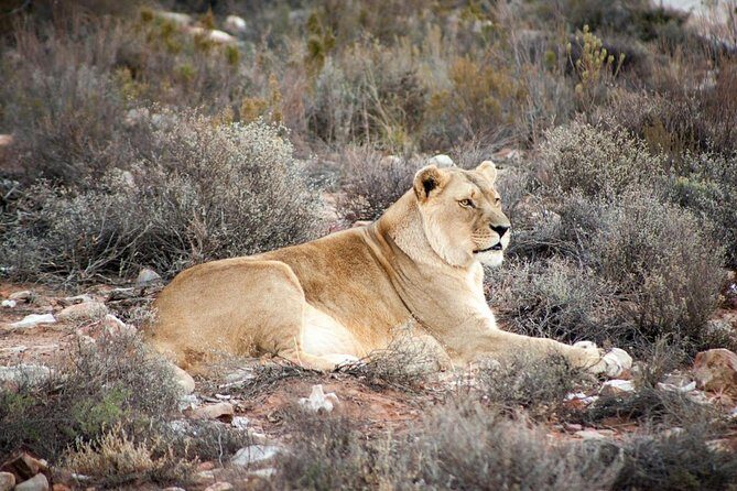 Big 5 Safari One Day Tour - Sightings and safari moments: managing expectations in a tight window