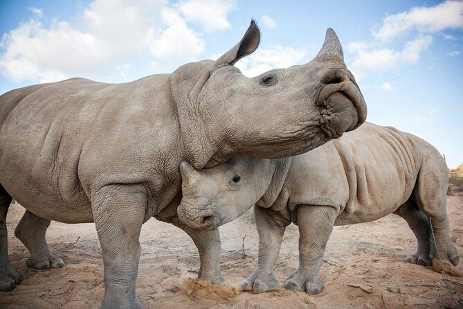 Big 5 Safari One Day Tour - Getting picked up and transported in comfort (and why it matters)