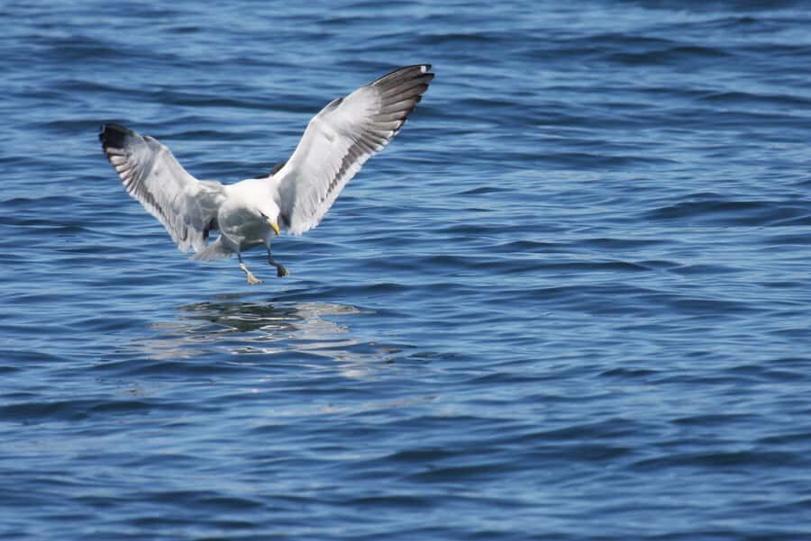 Big 5 Sea Safari Boat Ride of Gansbaai or Walker Bay - The return route and Danger Point: where Bryde’s whales are often found