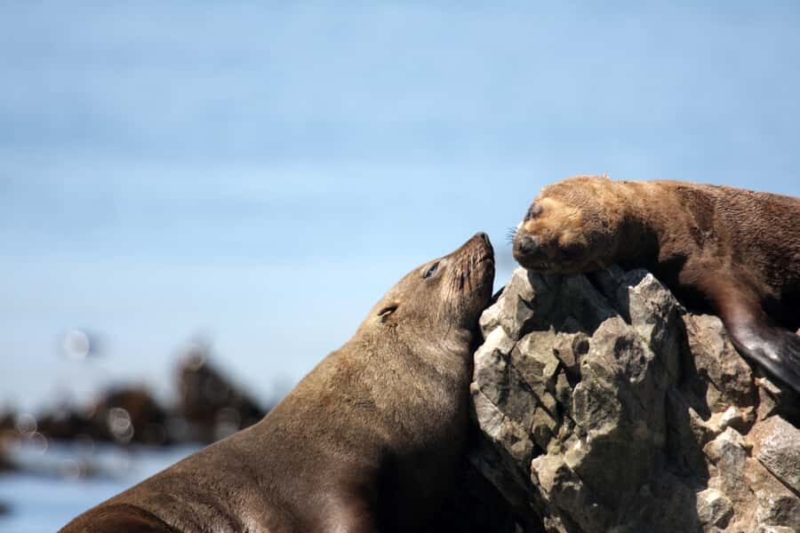 Big 5 Sea Safari Boat Ride of Gansbaai or Walker Bay - Wildlife spotting: how to get better results in 2 hours