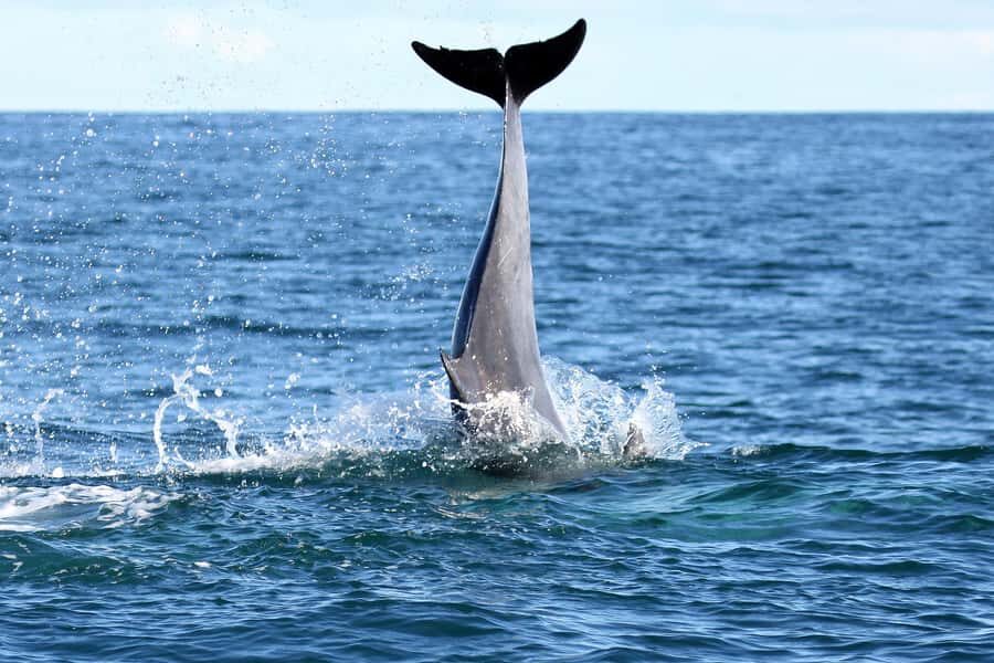 Big 5 Sea Safari Boat Ride of Gansbaai or Walker Bay - The onboard team: marine biologist + skipper with real experience