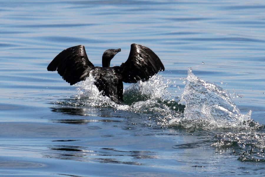 Big 5 Sea Safari Boat Ride of Gansbaai or Walker Bay - My bottom line: should you book the Big 5 Sea Safari?