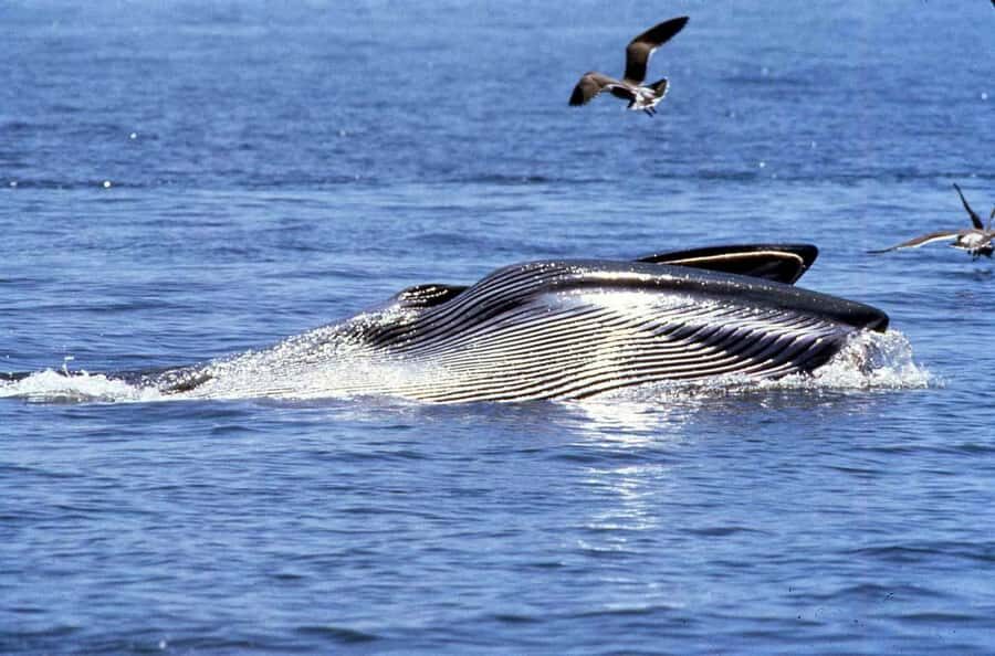 Big 5 Sea Safari Boat Ride of Gansbaai or Walker Bay - Cruise the cliffs: De Kelders and De Platt Beach