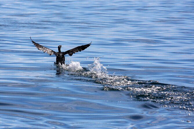 Big 5 Sea Safari in Walker Bay from Gansbaai - The Wildlife Hunt: How the Search for Whales, Dolphins, Seals, Penguins Works