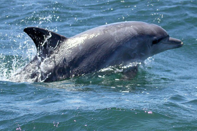 Big 5 Sea Safari in Walker Bay from Gansbaai - Price and Value: Is $83.69 a Fair Deal for This 2-Hour Safari?