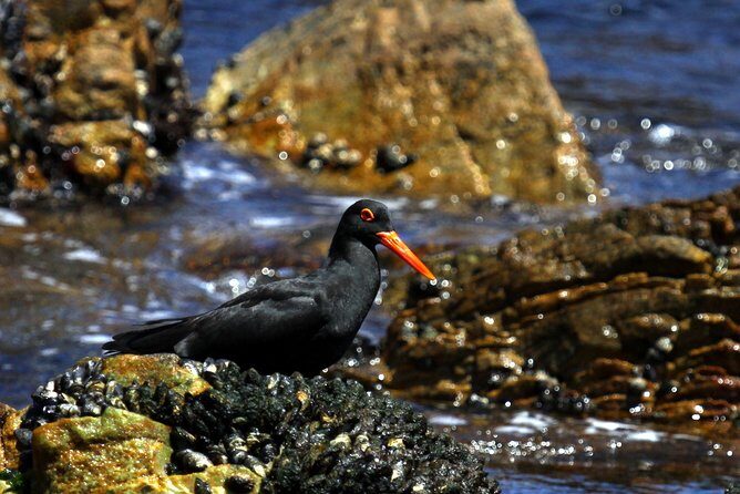 Big 5 Sea Safari in Walker Bay from Gansbaai - Who Should Book This Safari (and Who Might Prefer Another Style)