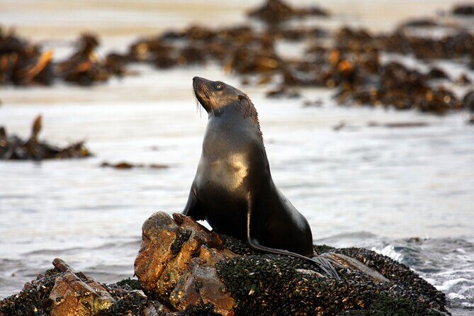 Big 5 Sea Safari in Walker Bay from Gansbaai - Timing and Weather: The One Thing That Controls Your Results