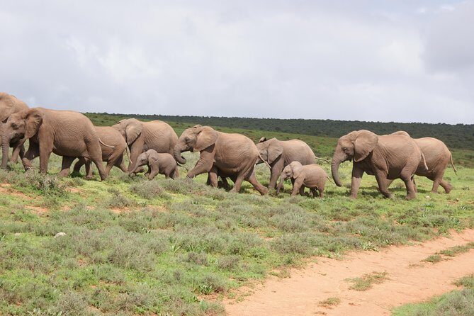 Big 5 Tour from Port Elizabeth - Key highlights worth planning around