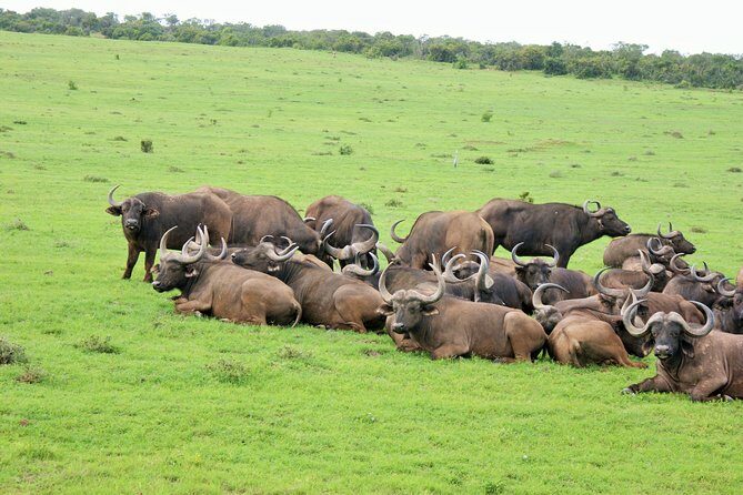 Big 5 Tour from Port Elizabeth - The vehicle + guide combo: how you actually find animals in Addo