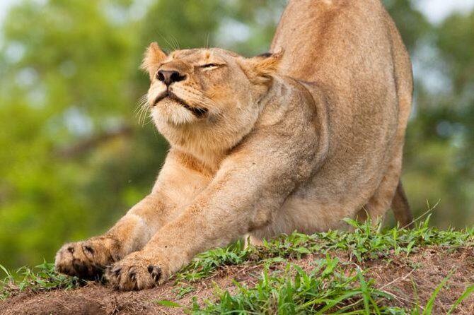 Big Five Afternoon Game Safari in Kruger National Park from Hazyview - Key Things I’d Target on This Safari