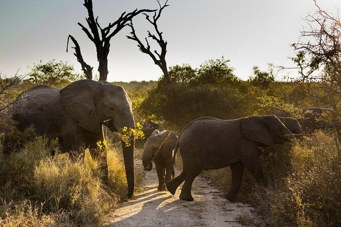 Big Five Afternoon Game Safari in Kruger National Park from Hazyview - Hazyview Pickup and Paul Kruger Gate: The Simple Start