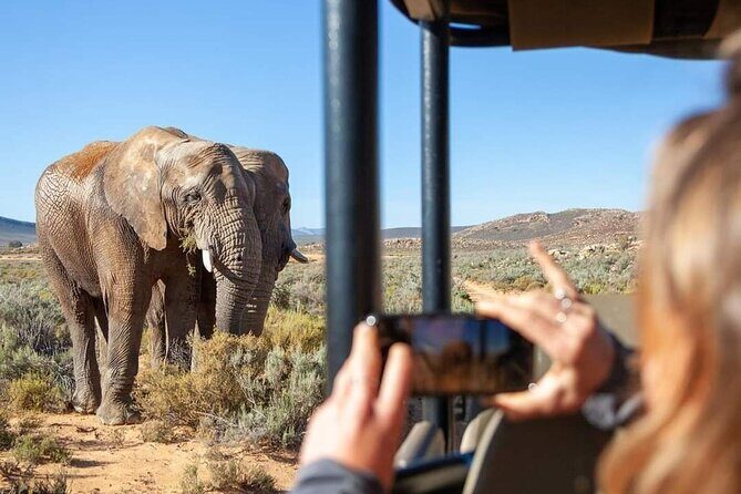Big Five Safari Experience Near Cape Town ,South Africa - Key Highlights You’ll Care About