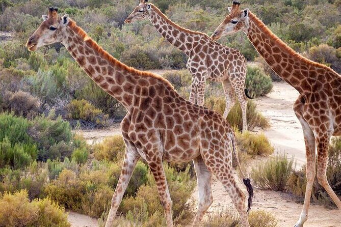 Big Five Safari Experience Near Cape Town ,South Africa - Aquila Safari Reserve Day Trip From Cape Town: What You’re Really Buying